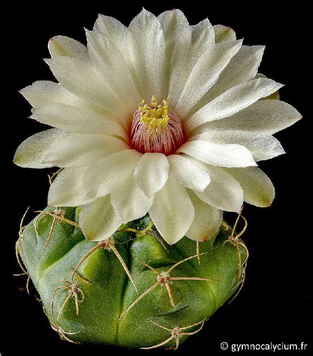 Gymnocalycium paraguayense LB106 JJ.Houdre-2